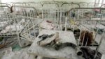 chernnobyl-skandalı-600x338.jpg